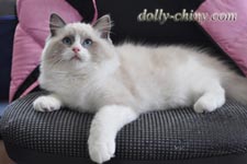 Dolly-Chiny Asian Prince